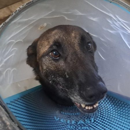 Tina - Chien Berger Belge Malinois à adopter