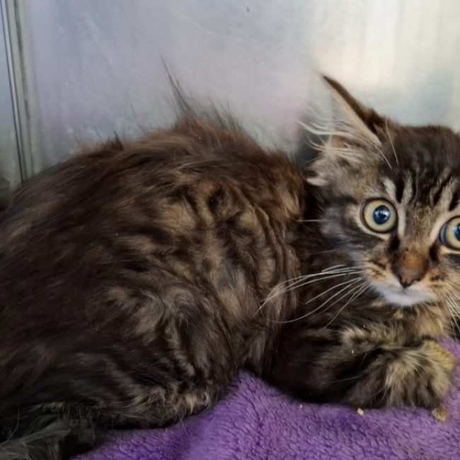 Candice - Chat Européen à adopter