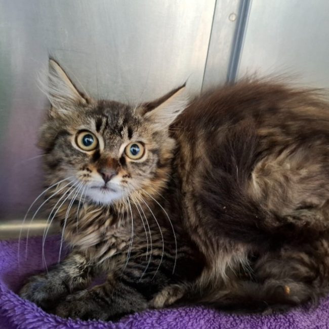Oslo - Chat Européen à adopter