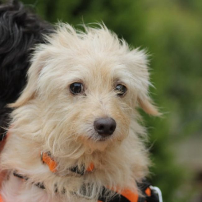 Bandit - Chien Griffon Fauve de Bretagne à adopter