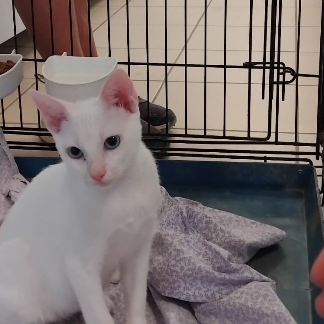 White - Chat Européen à adopter