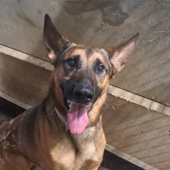 Udji - Chien Berger Allemand à adopter