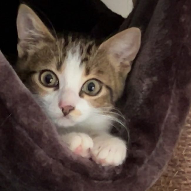Kylma - Chat Européen à adopter
