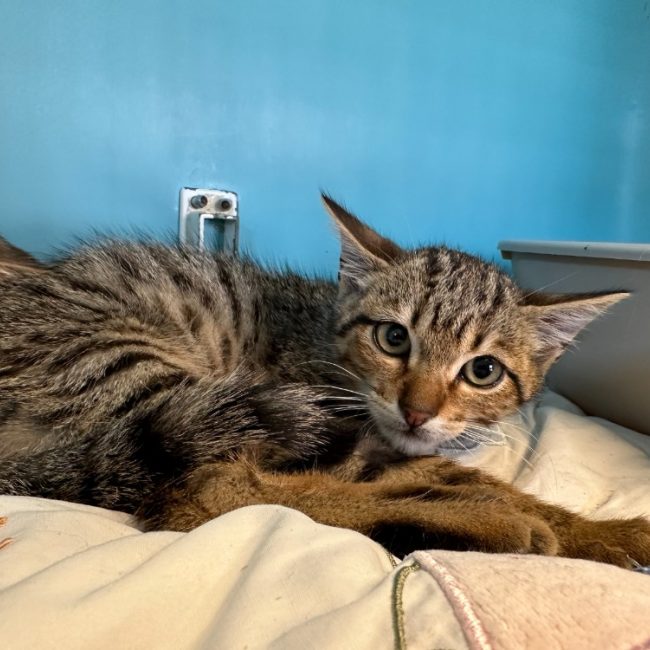 Thanda - Chat Européen à adopter