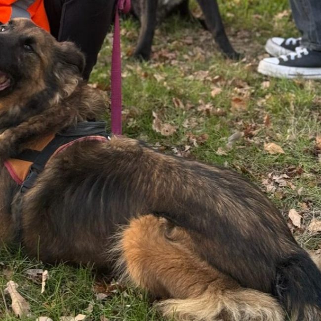 Sam - Chien Berger Belge Malinois à adopter