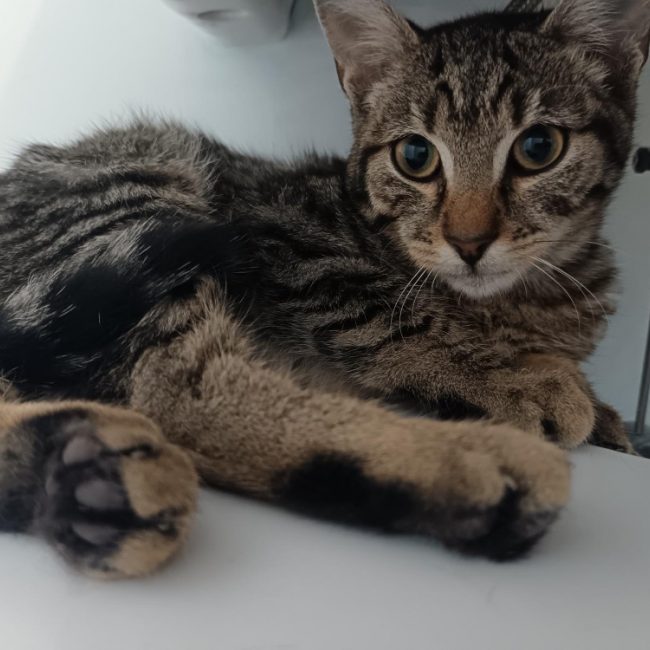 Patacrepe - Chat Européen à adopter