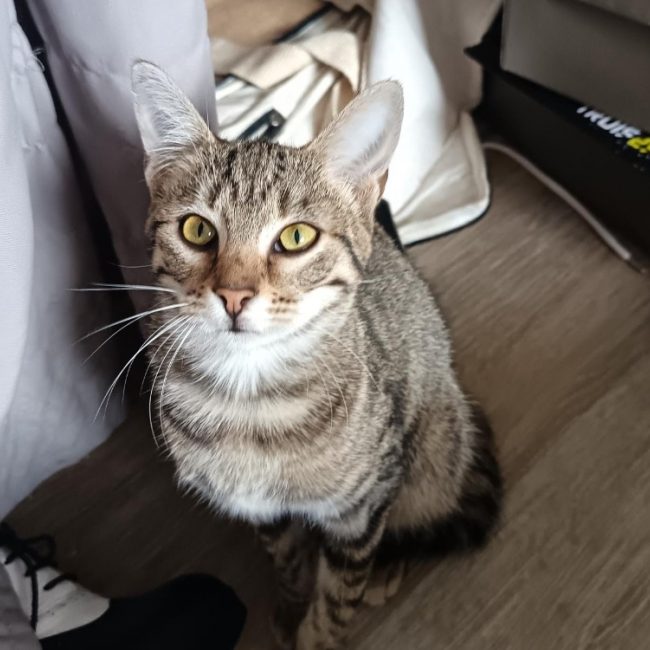 Babacool - Chat Européen à adopter
