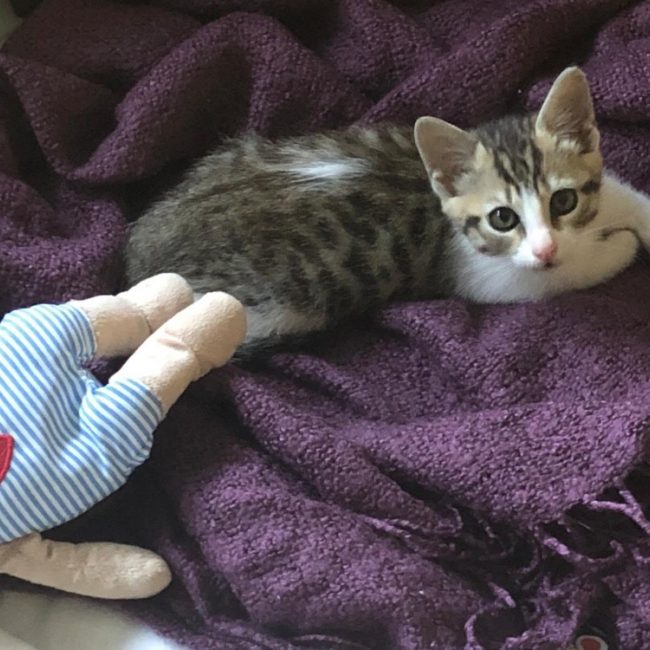 Perle - Chat Européen à adopter