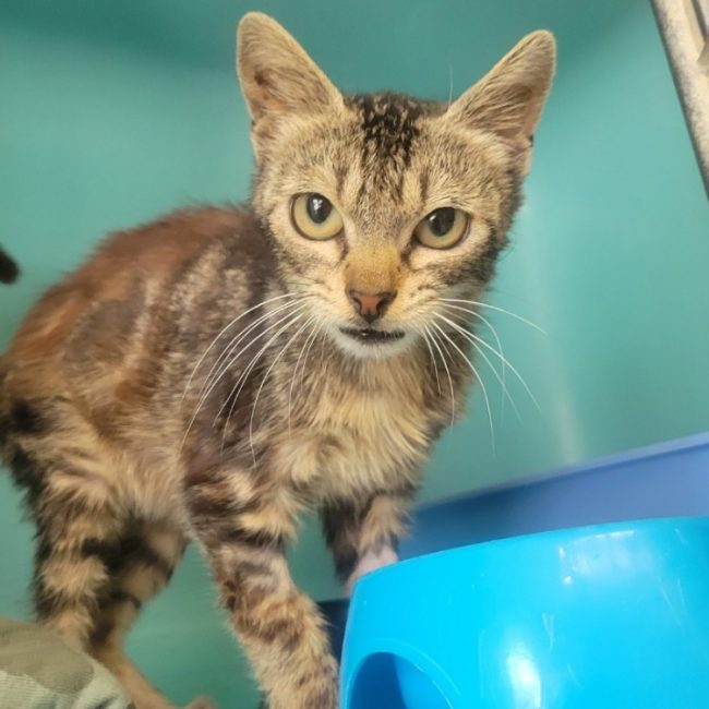 Ours - Chat Européen à adopter