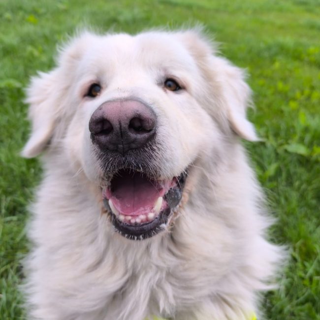 Milo - Chien Berger des Pyrénées à adopter