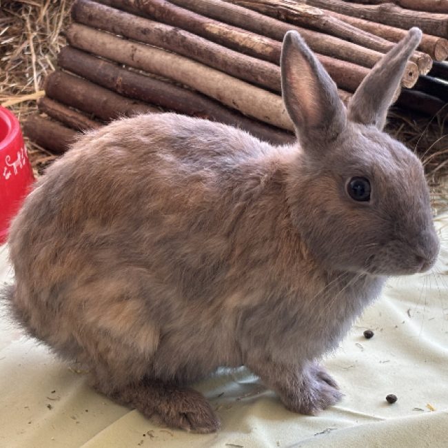 Pesto - Rongeur Lapin à adopter
