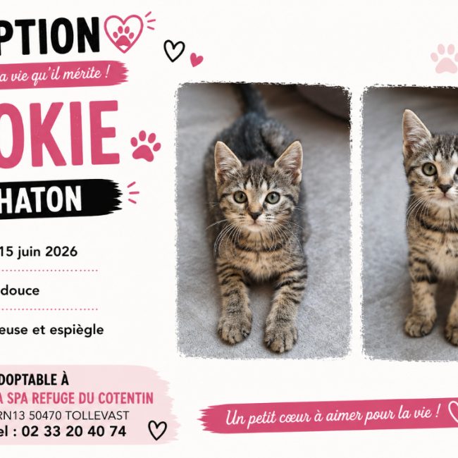 Cookie - Chat Européen à adopter