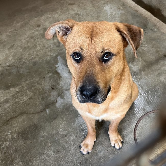 Tayler - Chien à adopter