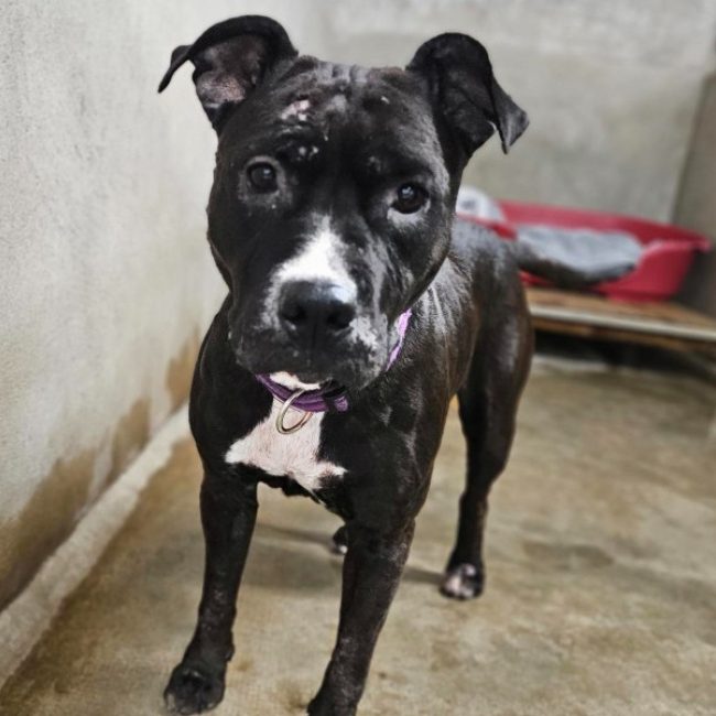 Bella - Chien Bouledogue Américain à adopter