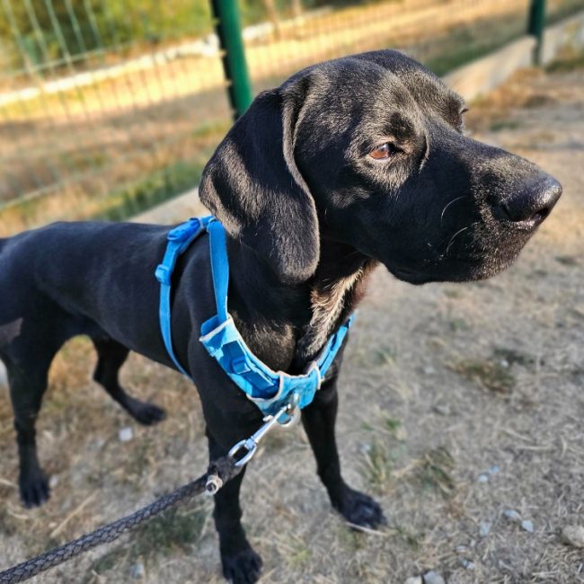 Killy dit aiko - Chien Braque allemand à poil court à adopter