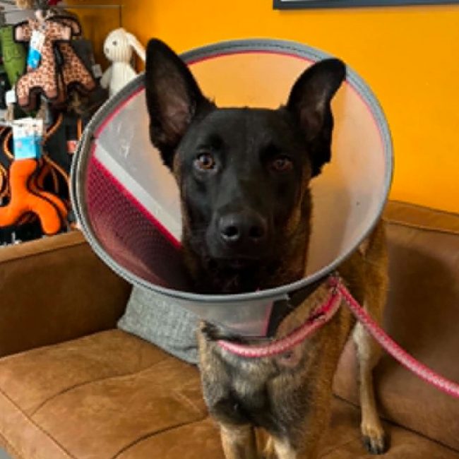 Loki - Chien Berger Belge Malinois à adopter