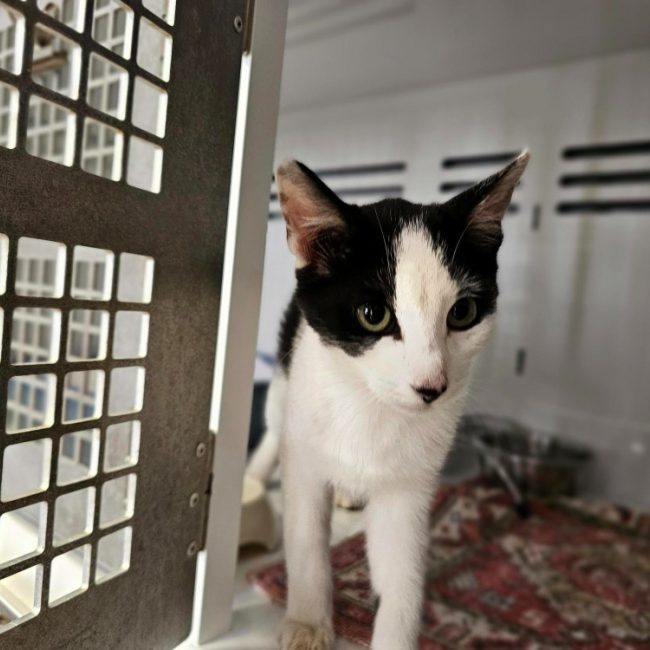 Haribo - Chat Européen à adopter