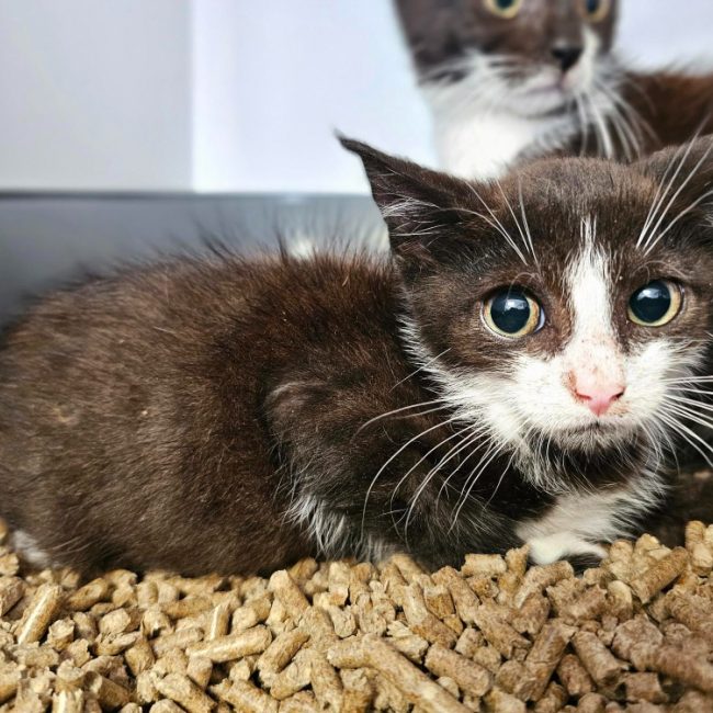 Bao - Chat Européen à adopter