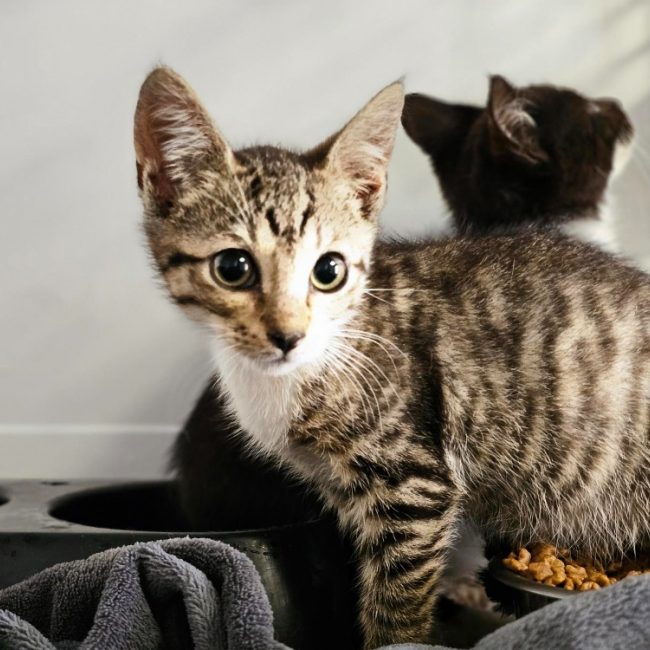 Quincy - Chat Européen à adopter