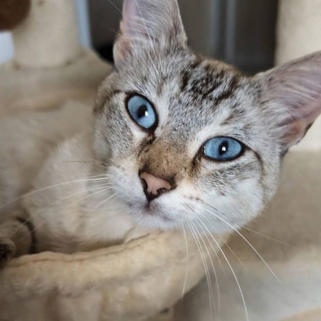 BOB - Chat Européen à adopter