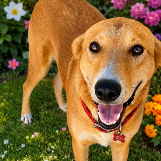 TEDDY - Chien à adopter