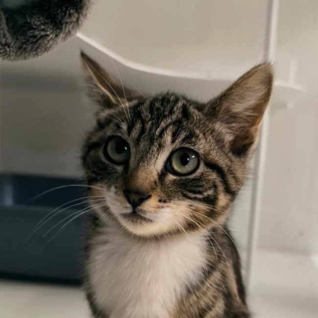 Diesel - Chat Européen à adopter