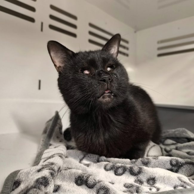 Titi - Chat Européen à adopter