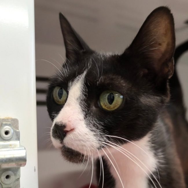 Cannelle - Chat Européen à adopter