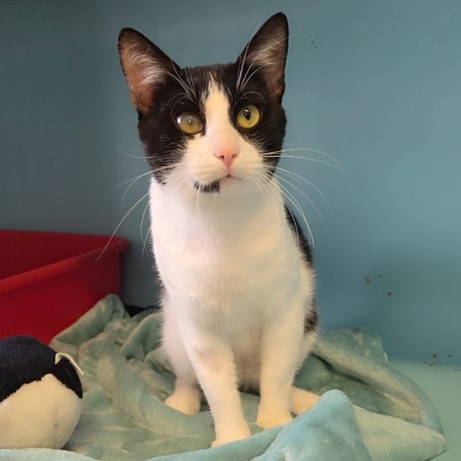 Pandy - Chat Européen à adopter