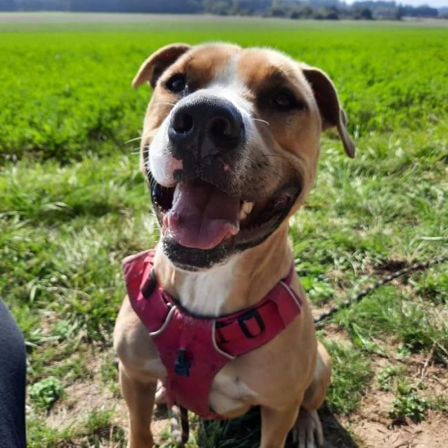 Pablo - Chien Terrier à adopter