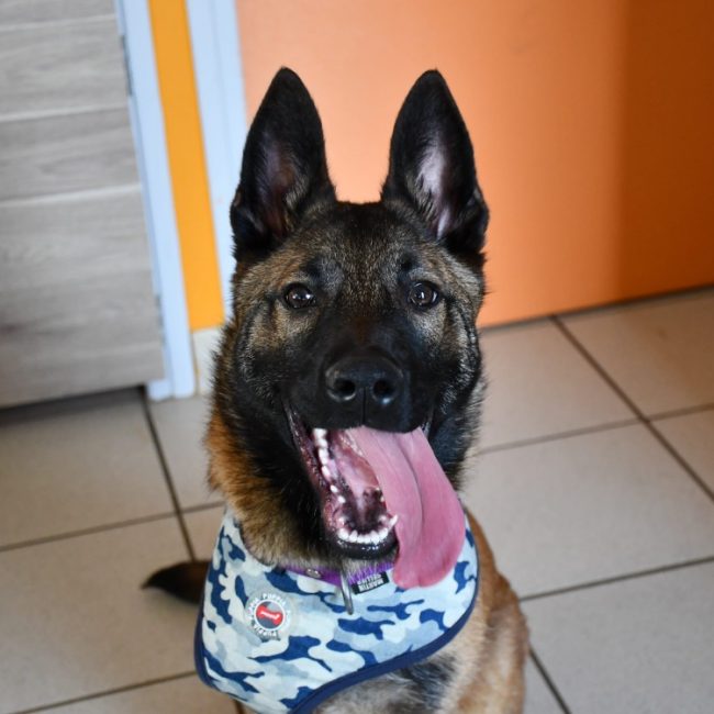 Diego - Chien Berger Belge Malinois à adopter