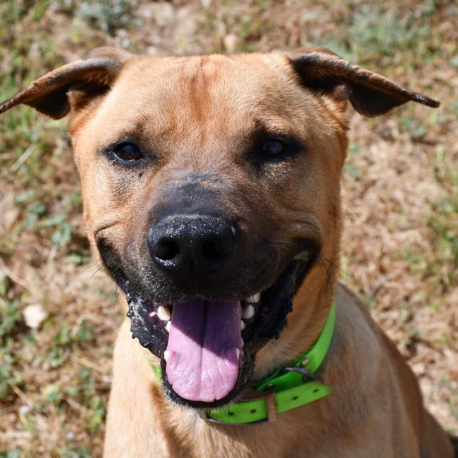 Shadow - Chien Cane Corso à adopter
