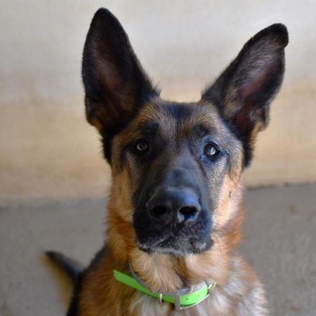 Cooper - Chien Berger Allemand à adopter