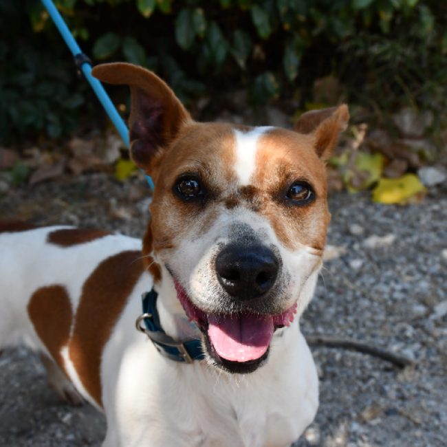 Jacky - Chien à adopter