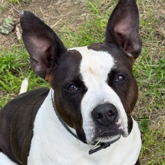 Scarla - Chien Bouledogue Américain à adopter