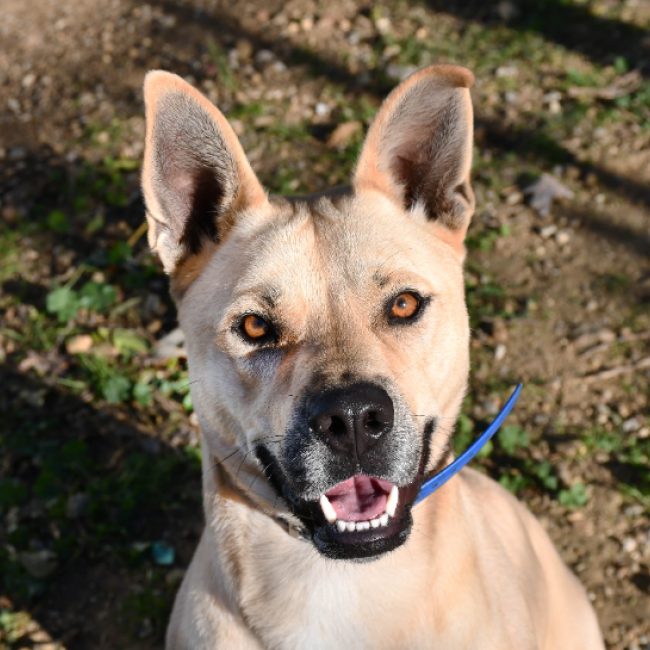 Jumpy - Chien à adopter