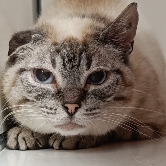 Zendaya - Chat à adopter