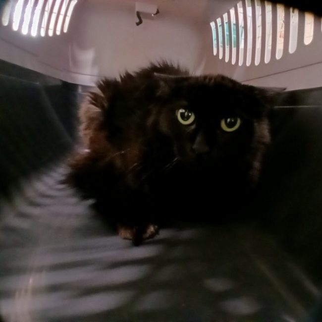 Nell - Chat Européen à adopter