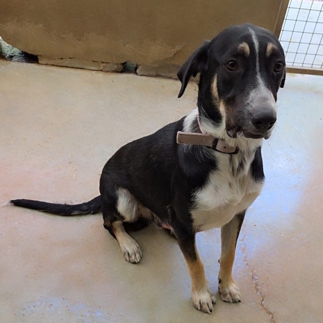 Malo - Chien à adopter