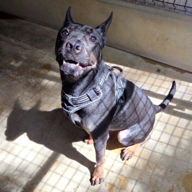 Chaze - Chien à adopter