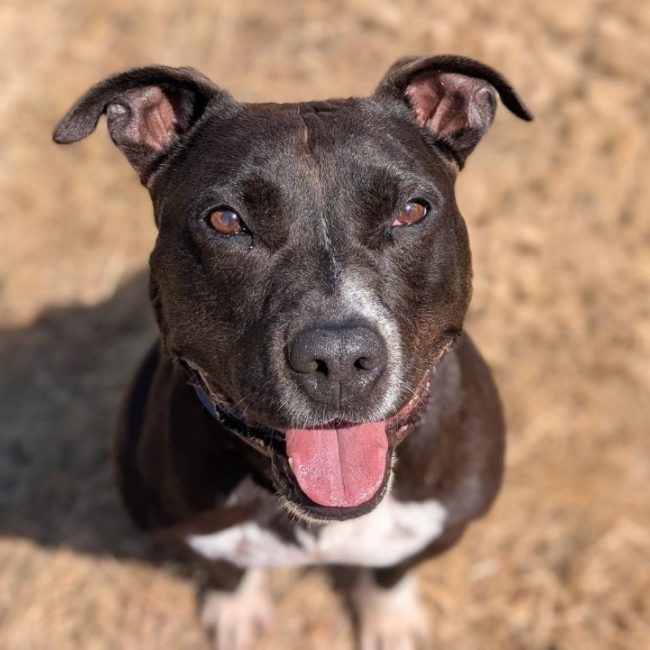 Pepito - Chien à adopter
