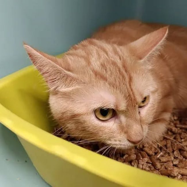 Cannelle - Chat Européen à adopter