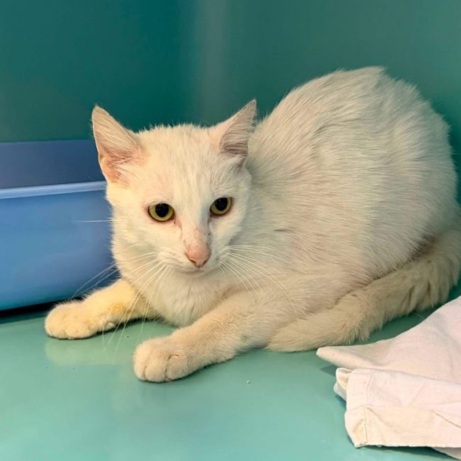 Bajou - Chat Européen à adopter