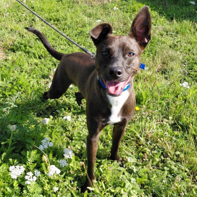 Voyou - Chien à adopter