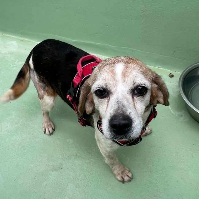 Adélaïde - Chien Beagle à adopter