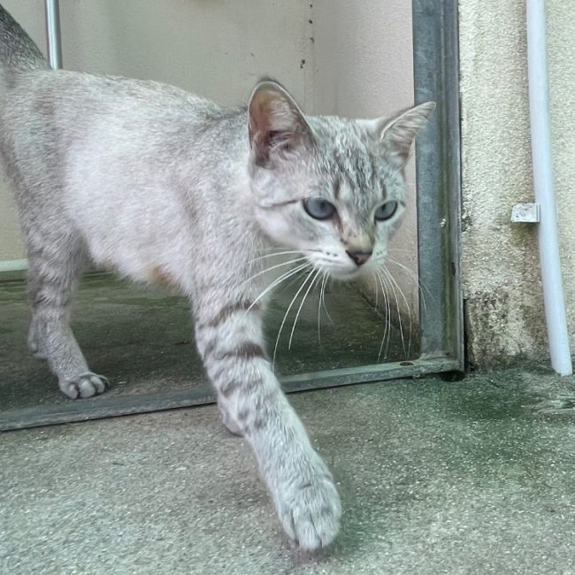 Sia - Chat Européen à adopter