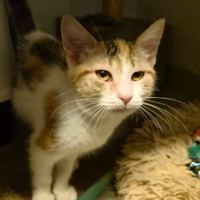 Brook - Chat Européen à adopter