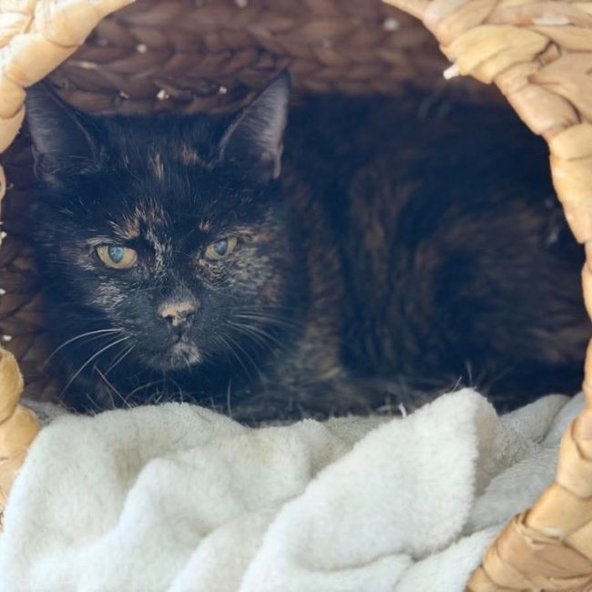 Bohemien - Chat Européen à adopter