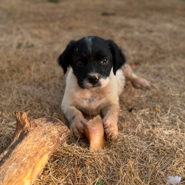 Buck - Chien à adopter