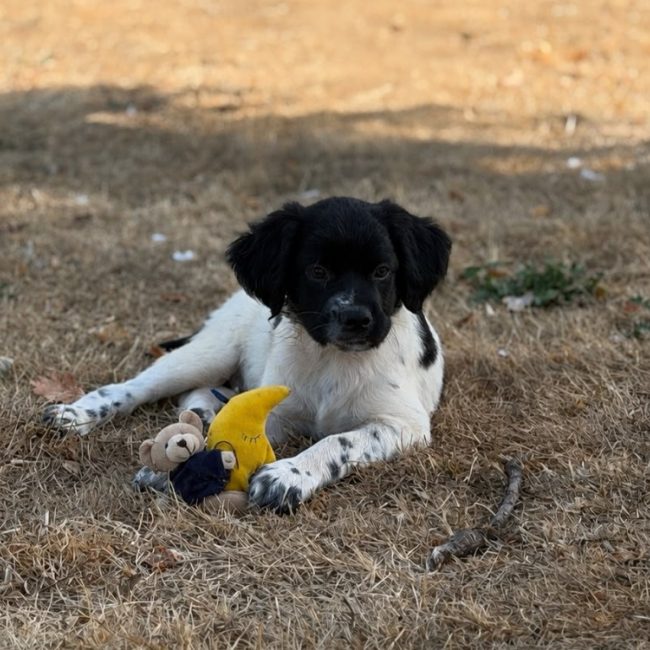 Black - Chien à adopter